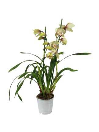 Cymbidium 2 virágszáras 03.