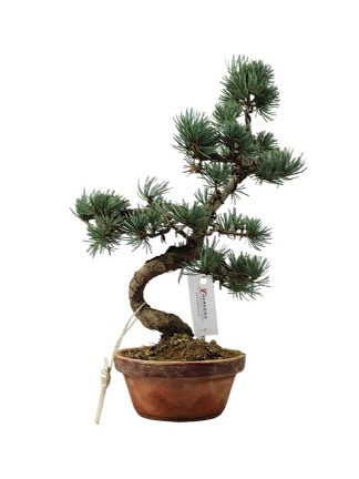 Kis méretű Pinus parviflora - Japán fehérfenyő bonsai előanyag 08.