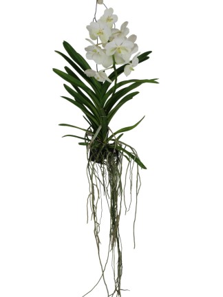 Vanda orchidea 1 virágszáras fehér
