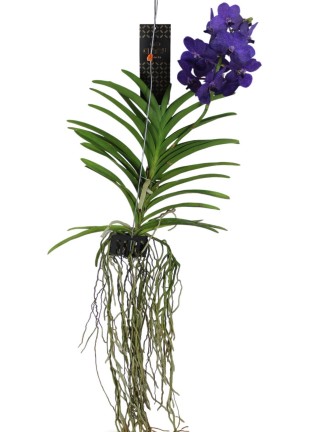 Vanda orchidea 1 virágszáras lila