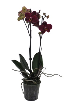 Phalaenopsis 2 virágszáras 01.
