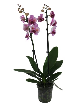 Phalaenopsis 2 virágszáras 02.