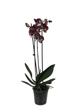 Phalaenopsis 2 virágszáras 05.