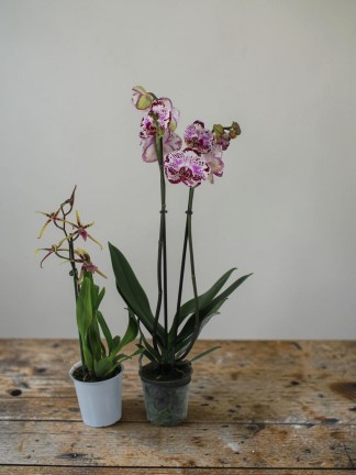 Orchidea páros Akció!