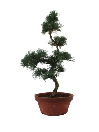 Közepes méretű Pinus parviflora - Japán fehérfenyő bonsai előanyag 01.