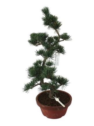 Közepes méretű Pinus parviflora - Japán fehérfenyő bonsai előanyag 06.