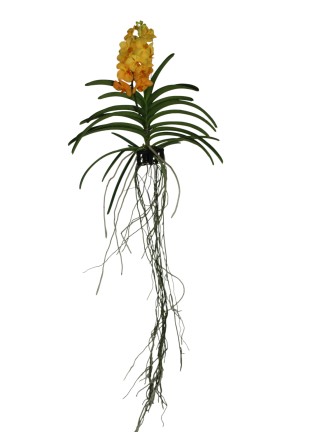 Vanda Natcha Princess Orange