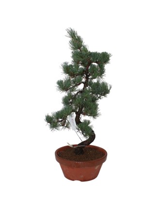 Nagy méretű Pinus parviflora - Japán fehérfenyő bonsai előanyag 01.