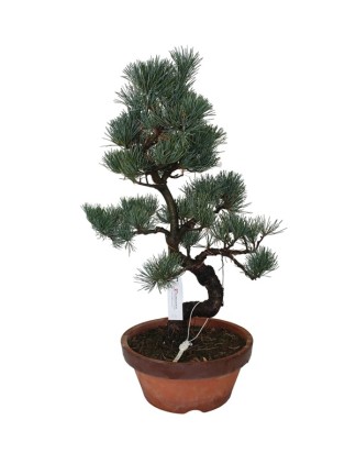 Nagy méretű Pinus parviflora - Japán fehérfenyő bonsai előanyag 04.