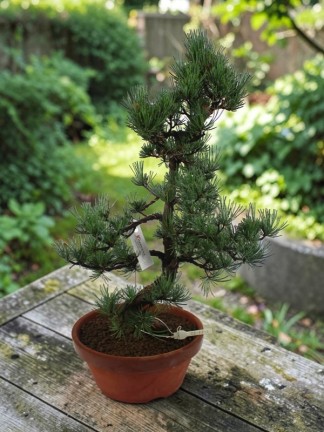 Nagy méretű Pinus parviflora - Japán fehérfenyő bonsai előanyag 05.