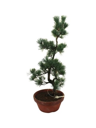 Nagy méretű Pinus parviflora - Japán fehérfenyő bonsai előanyag 06.