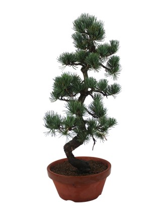 Nagy méretű Pinus parviflora - Japán fehérfenyő bonsai előanyag 07.