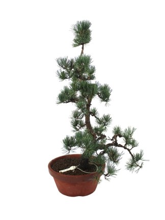 Nagy méretű Pinus parviflora - Japán fehérfenyő bonsai előanyag 08.