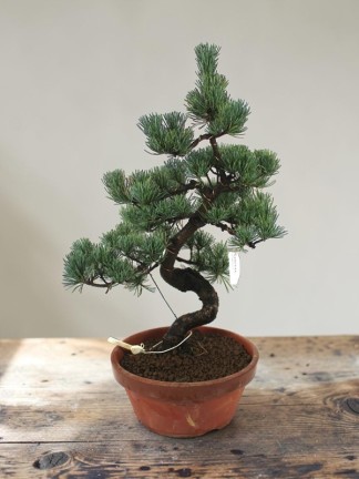 Nagy méretű Pinus parviflora - Japán fehérfenyő bonsai előanyag 09.