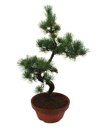 Nagy méretű Pinus parviflora - Japán fehérfenyő bonsai előanyag 03.