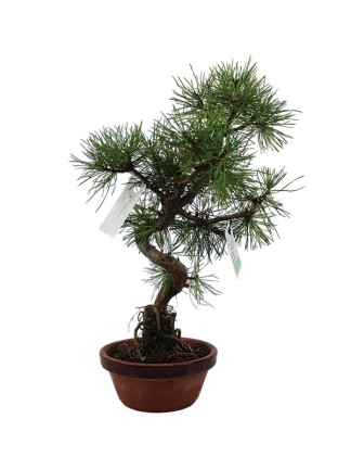  Kis méretű Pinus sylvestris - Erdeifenyő prebonsai  01.