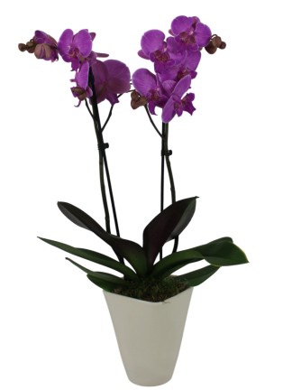 Lila Phalaenopsis orchidea fehér kaspóban – 2 virágszárral