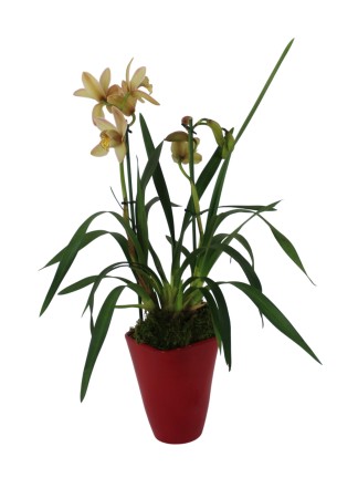 Virágzó orchideák