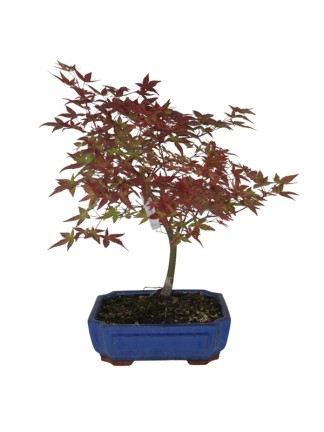 Acer palmatum 'Beni - Maiko'  Japán juhar bonsai 01.