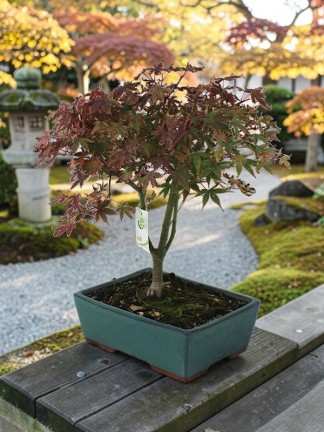 Acer palmatum 'Katsura' – Japanese Maple Bonsai 01