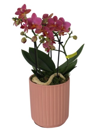 Többvirágszáras Phalaenopsis orchidea rózsaszín kaspóban