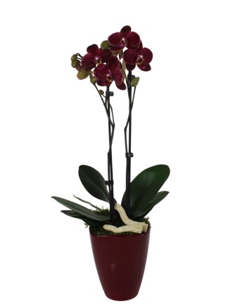 Sötét virágú Phalaenopsis  2 virágszáras + ajándék kaspóval