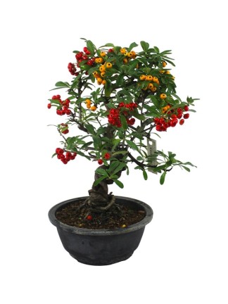 Pyracantha sp. – Twisted-Trunk Firethorn Bonsai 01