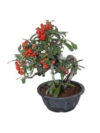 Pyracantha sp. – Twisted-Trunk Firethorn Bonsai 02