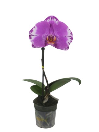 Phalaenopsis Singolo