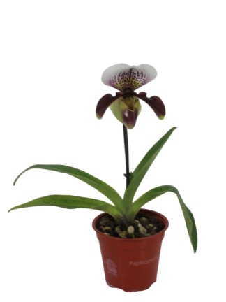 Paphiopedilum amerikai hybrid