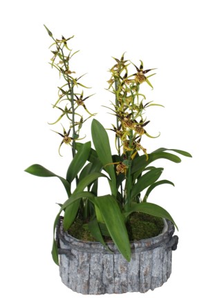 Brassia 'Mystic Maze'