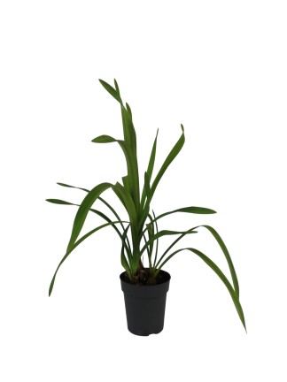 Cymbidium orchidea – újravirágoztatható