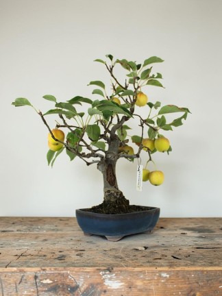 Termést hozó almafa bonsai - Malus sp.