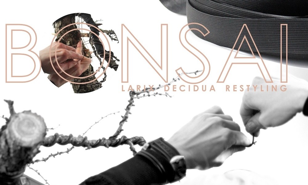 Egy Larix decidua első bonsai alakítása yamadoriból