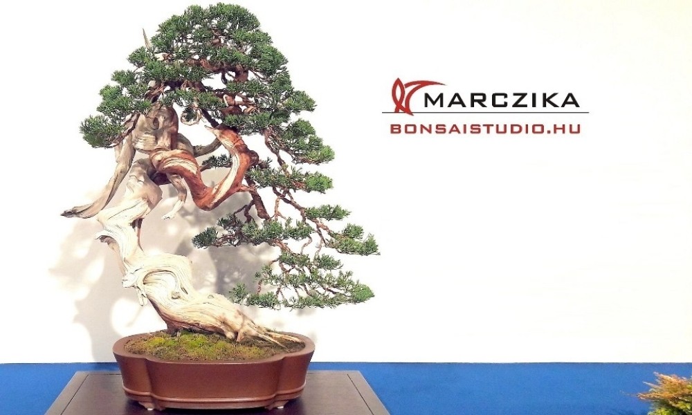 Bonsai Tour for the Trophy? Go to Belgium!