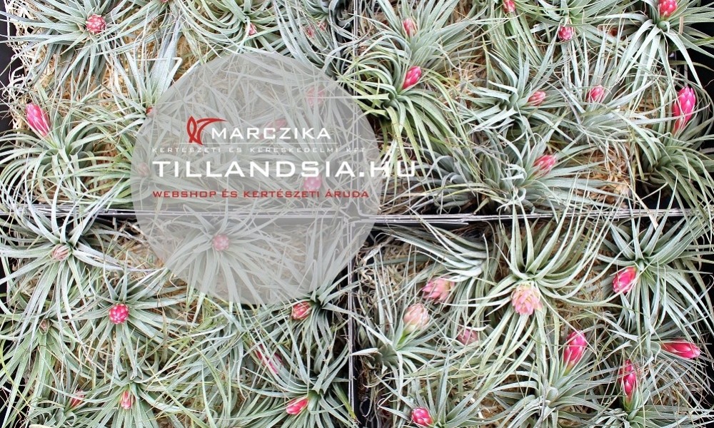Virágzó tillandsiák - őrült airplant színek