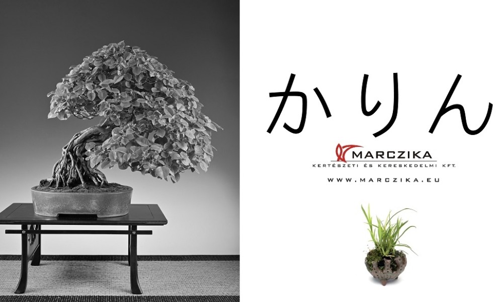 Close to the golden ratio - neagari bonsai on the stage!