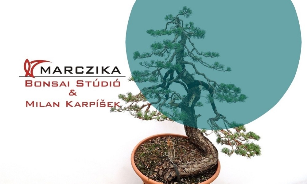 This time our Bonsai Studio guest was Milan Karpíšek