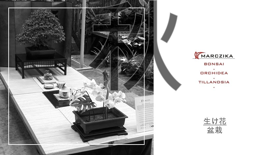 Kiállítás a japán kultúra közelítéseiből - bonsai és orchidea