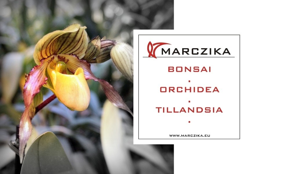 We invite you to a sensational exhibition of orchids and bromeliads!