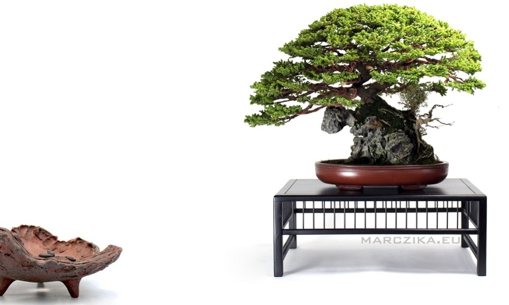 What is Ezo matsu and what is ibigawa? - Thoughts on a special Japanese bonsai