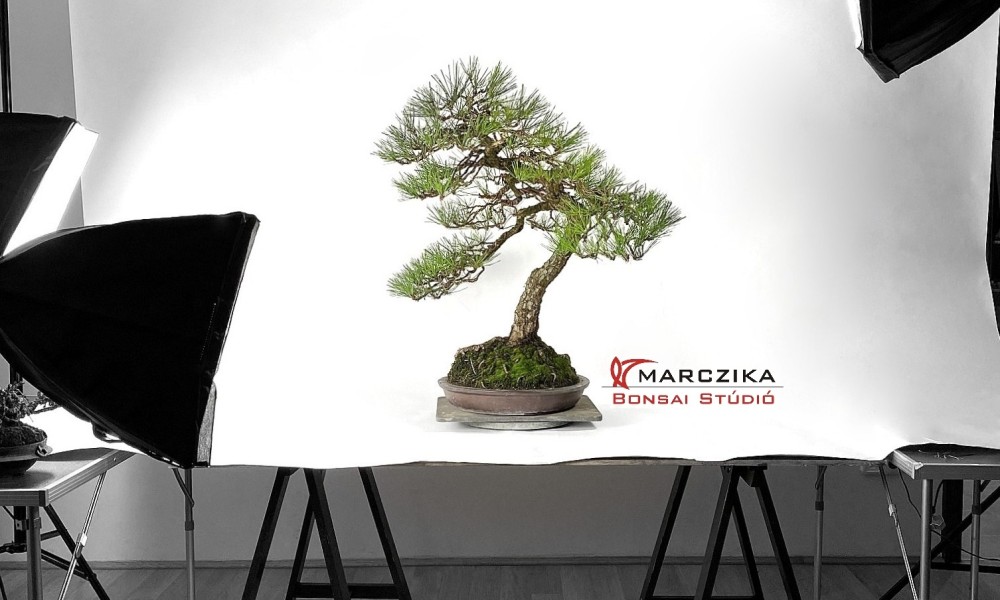 Kuromatsu bonsai bunjin stílusban - egy idős fenyő Japánból