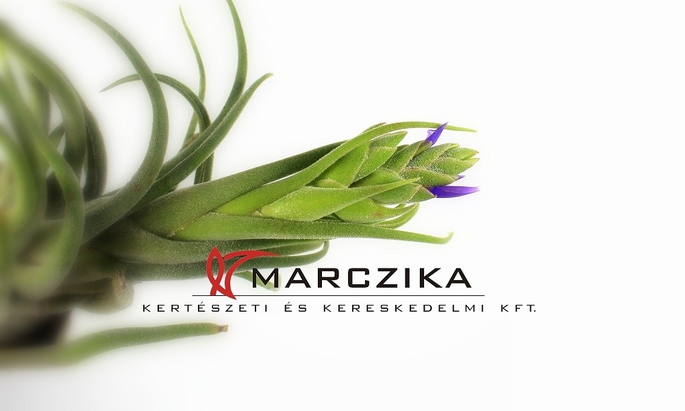 Airplant és Tillandsia a Győrplusz TV Kertbarát Magazin adásában!