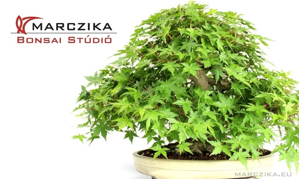 ÉRD TV a Marczika Bonsai Stúdióban - ez a Bonsai Percek adása - második rész