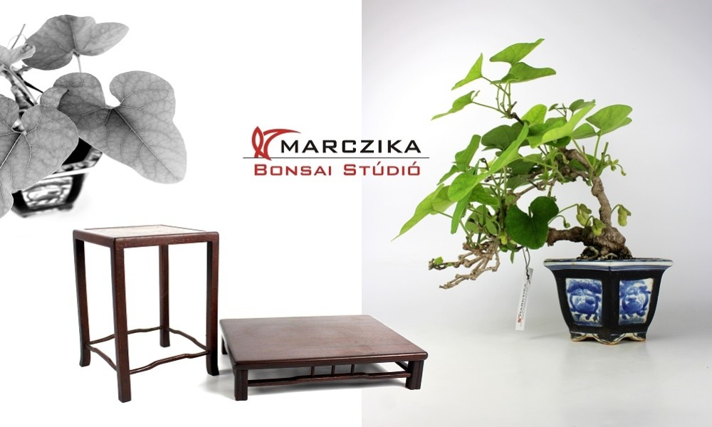 Egy érdekes Japán shohin bonsai - Aristolochia debilis