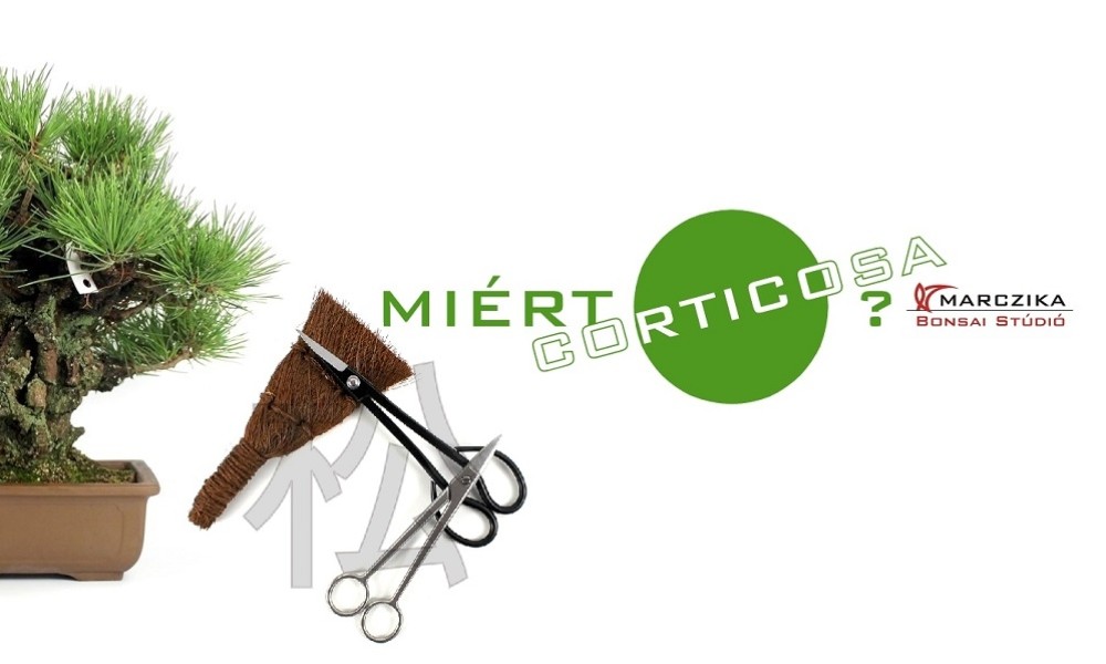 Miért pont corticosa? - Egy Pinus thunbergii bonsai feketedoboza