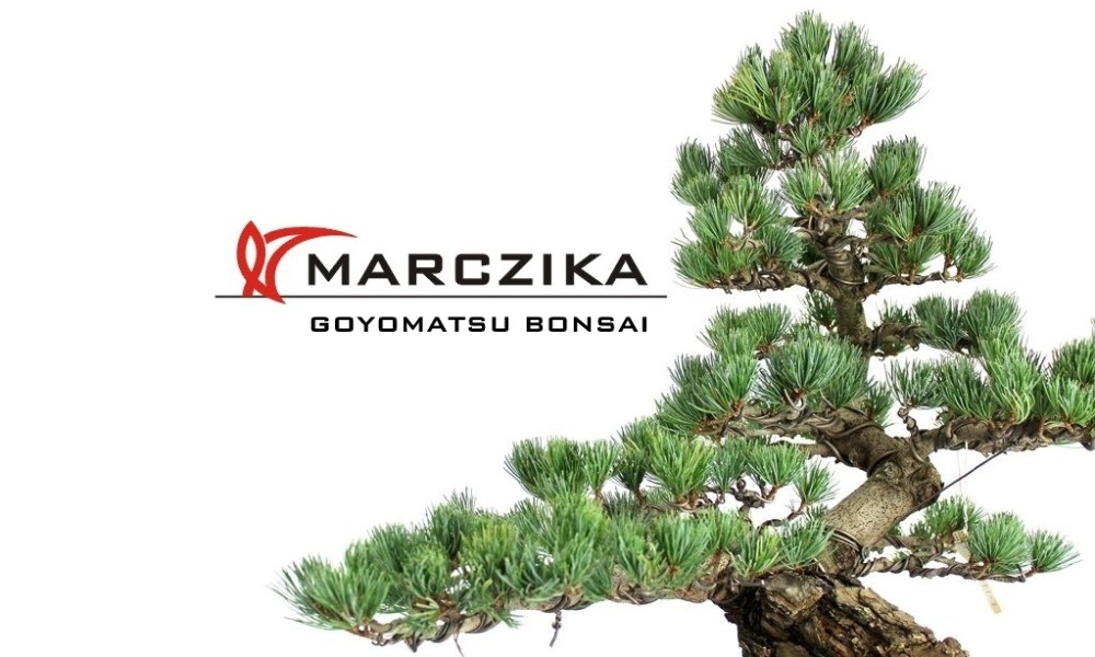 Growing pine bonsai i.e. Goyomatsu things for you!