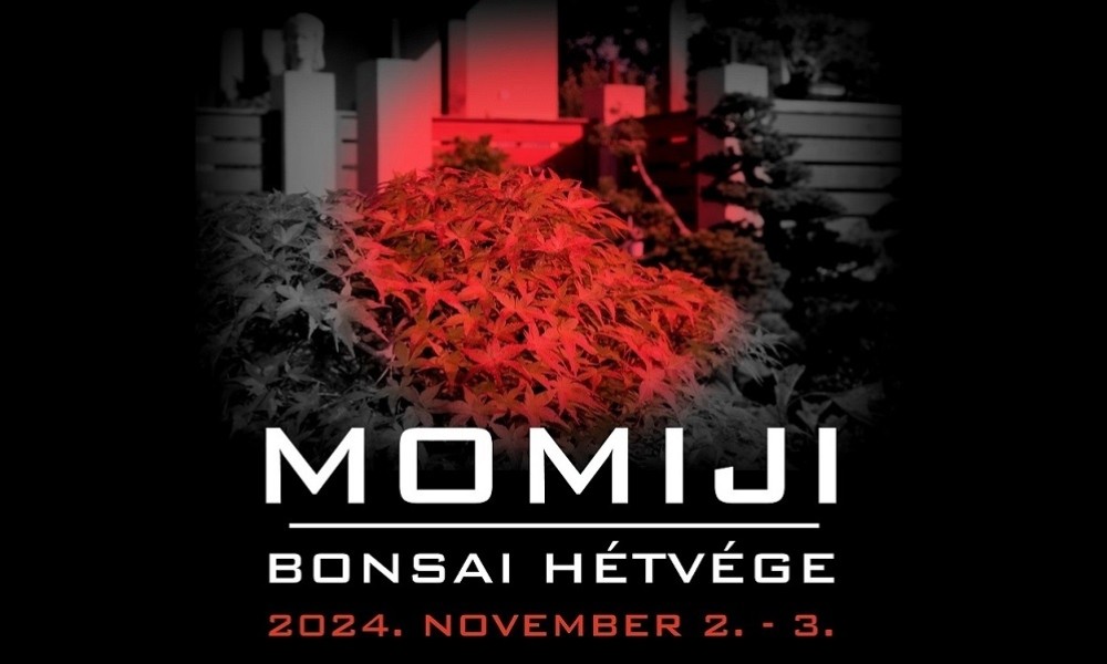 Bonsai alakítós hétvége? Igen, a Marczika Bonsai Stúdióban!