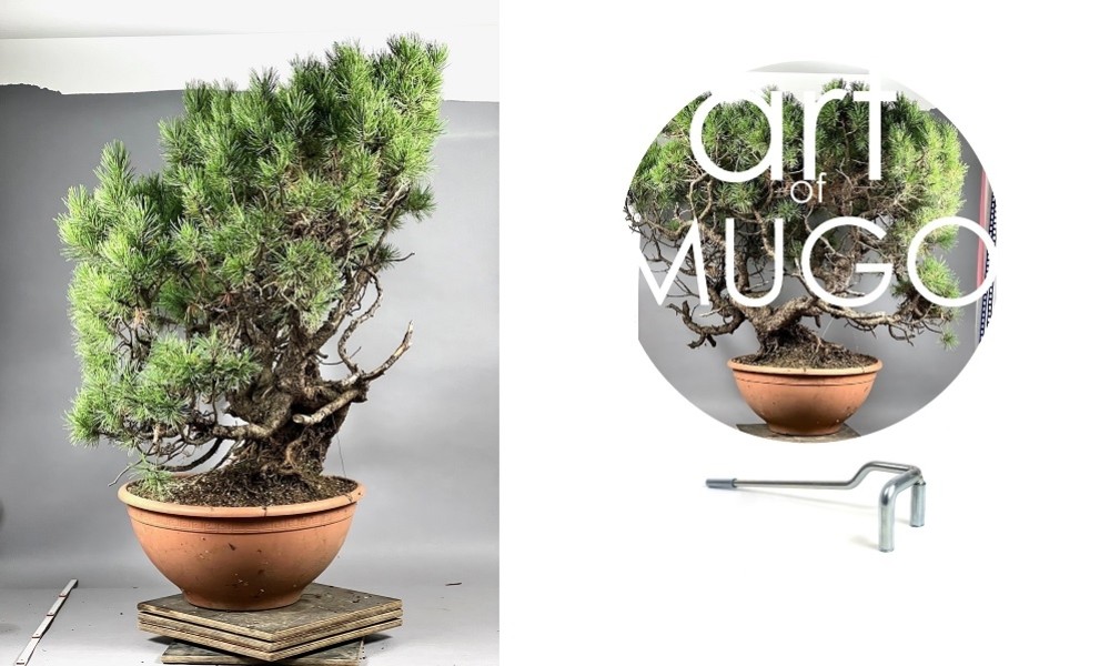 Pinus mugo bonsai alakítás a Marczika Bonsai Stúdióban