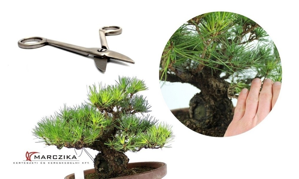 Hogyan tovább? - Egy kifu méretű thunbergii bonsai alakítása után...